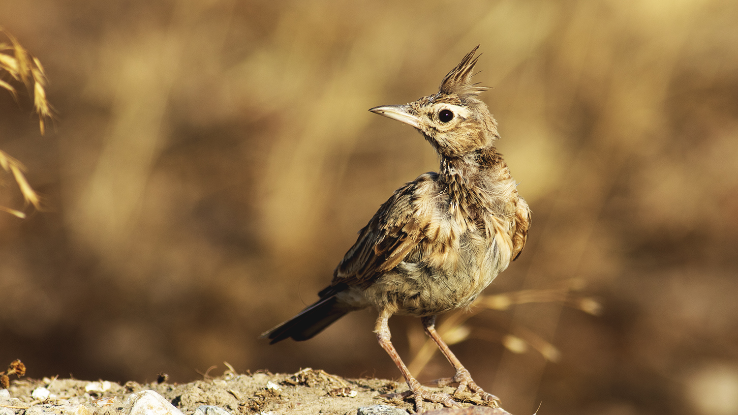 Crested Lark